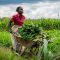 Covid wasn’t doom and gloom after all; some Kenyans who lost jobs turned to farming and are loving it