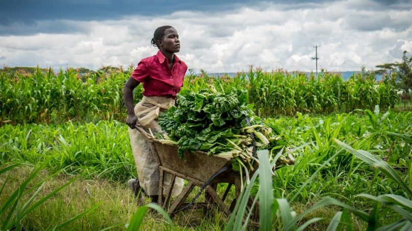 Covid wasn’t doom and gloom after all; some Kenyans who lost jobs turned to farming and are loving it
