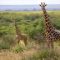 African giraffe populations grows reversing ‘a silent extinction’ of the gorgeous species in the wild