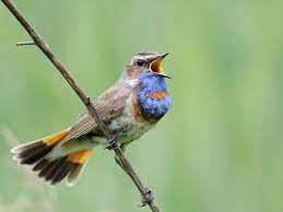 Birds ‘talk’ but is theirs a language? In their cheeps, trills and tweets scientists find parallels with human speech