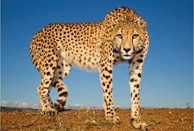 Endangered species: Illegal trade in cheetahs has reduced global population to less than 7,500 in the wild