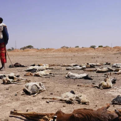 Ethiopian hunger: Given the severity of the food situation, my wife is asking me to return so we can die in same place