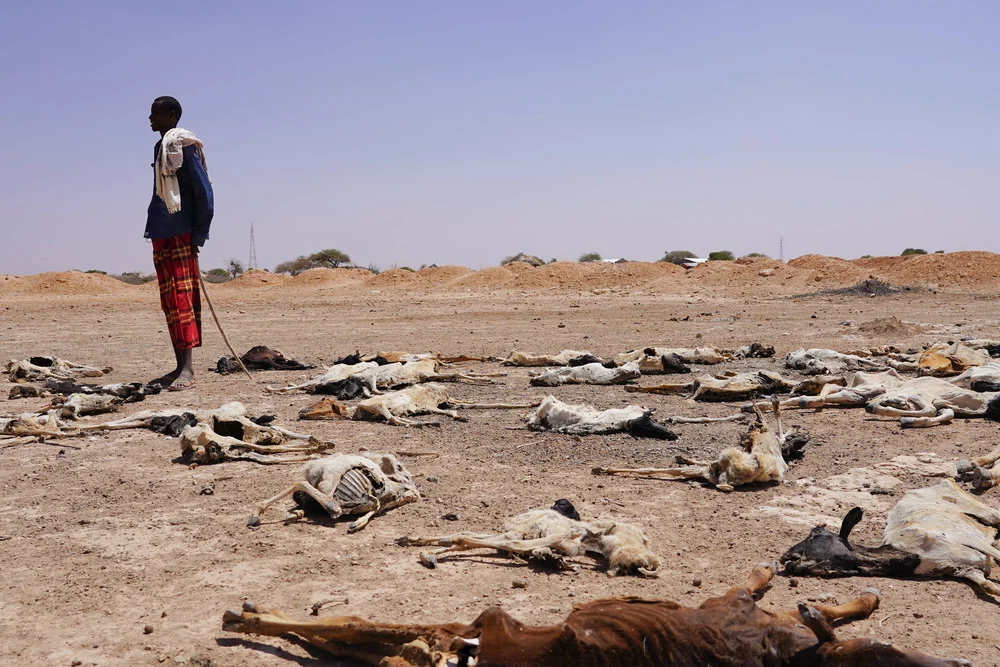 Ethiopian hunger: Given the severity of the food situation, my wife is asking me to return so we can die in same place