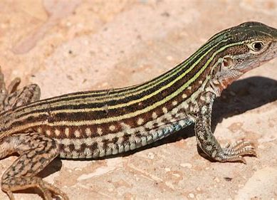 Asexual lizards: Scientists puzzled by all-female species, now studying the pros and cons of sex