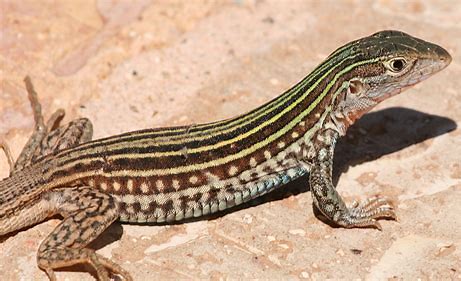 Asexual lizards: Scientists puzzled by all-female species, now studying the pros and cons of sex