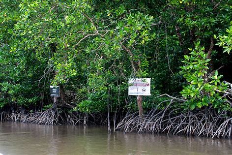 Climate change: A growing number of Africa countries turn to mangrove restoration to tackle carbon emissions