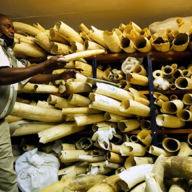 Zimbabwe seeks international support to sell seized ivory stockpile to raise $854 million for elephant conservation