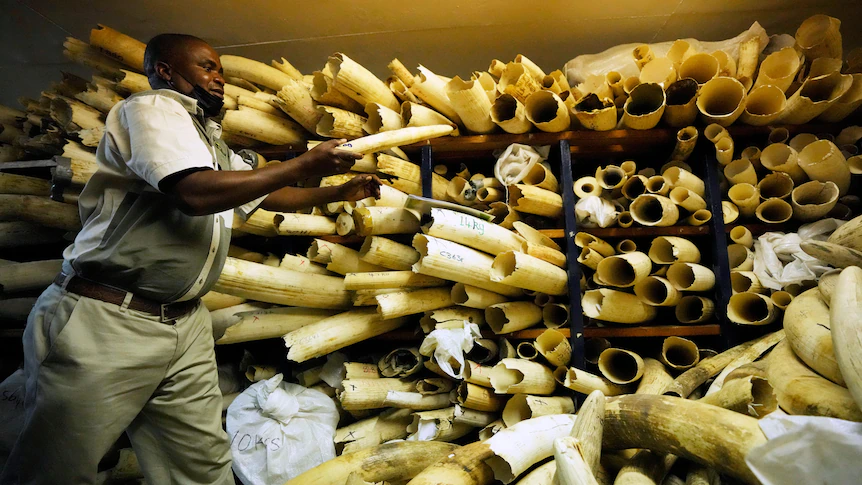 Zimbabwe seeks international support to sell seized ivory stockpile to raise $854 million for elephant conservation