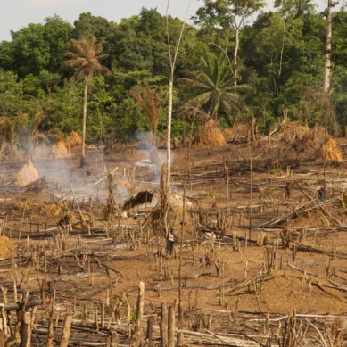 Scientists call for action to disrupt spread of diseases from animals to humans in West Africa