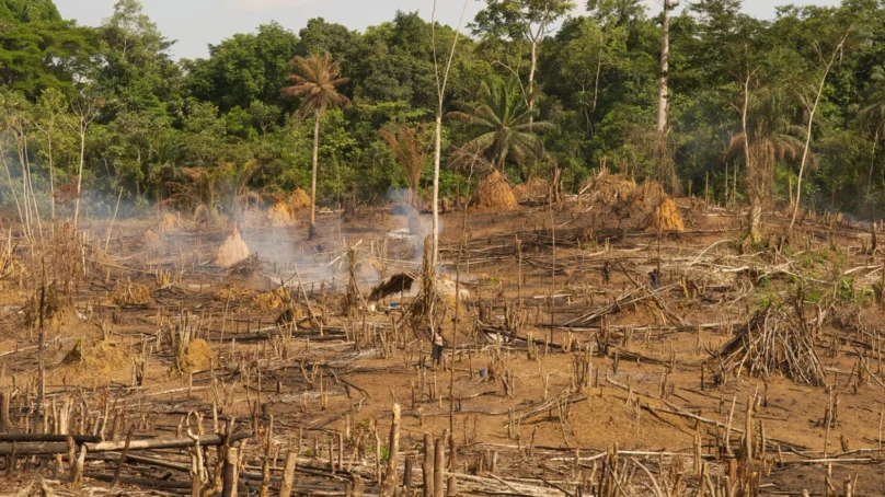 Scientists call for action to disrupt spread of diseases from animals to humans in West Africa