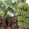 Why eating bananas and other foods is key to eliminating risks of breathing blockage and breathing difficulties
