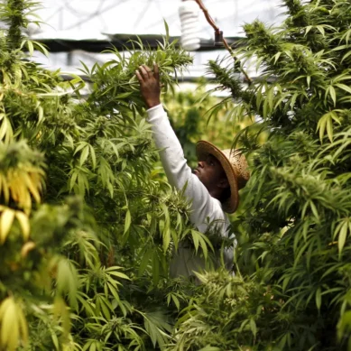 With cannabis trade, Kenyans will be so rich they will only be working four days a week – presidential candidate