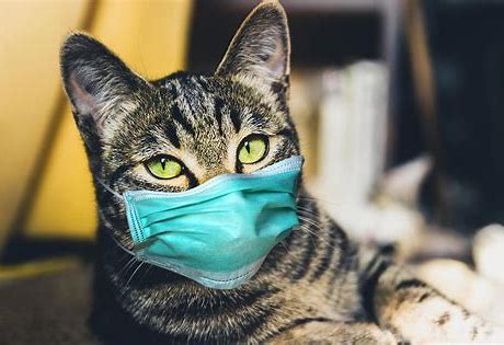 Thai team confirms cats just as hamsters, are spreaders of Covid, prescribes masks for pets  