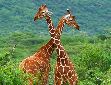 Heads up! Blood pressure of 110/70 is normal for large mammals, but giraffes are okay with 220/180 pressures