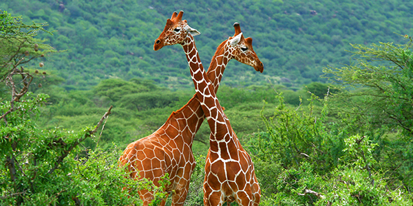 Heads up! Blood pressure of 110/70 is normal for large mammals, but giraffes are okay with 220/180 pressures