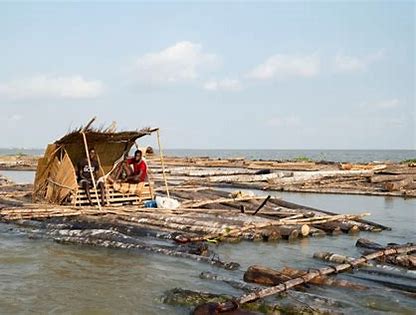 In Nigeria’s disappearing forests where loggers outnumber trees, a million hectares were rendered barren in 20 years