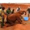 Climate change: Worst drought in 40 years has killed 20 times more elephants in Kenya than poaching