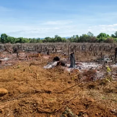 One of world’s lungs, Amzon rainforest – the other is Congo Forest – has reached tipping point