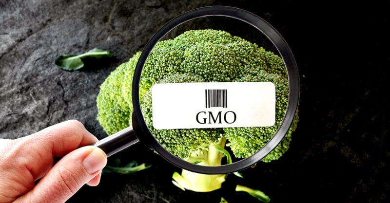 US Centre for Food Safety challenges GMO in court to shield consumers and the earth from harmful agriculture