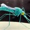 Malaria outbreaks in Africa linked to arrival in East Africa of Indian species of insecticide-resistant mosquito
