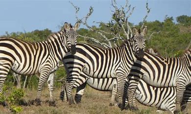 New study on Kenyan zebras reveals the gorgeous animal uses stripes to repel parasites