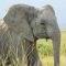USAID donates $385,000 to conservation in Kenya’s Tsavo and Amboseli wildlife sanctuaries