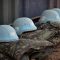 African peacekeepers on UN assignments top number on military personnel killed in line of duty