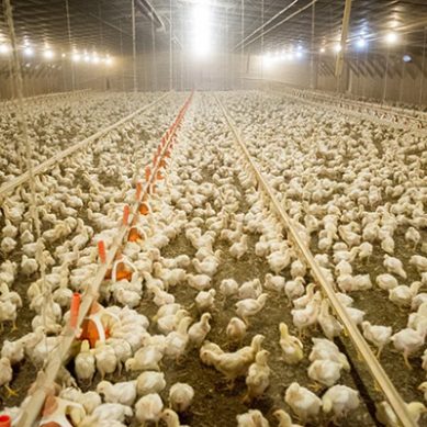 Overuse of antibiotics in animal farming linked to spike in drug resistance among human beings