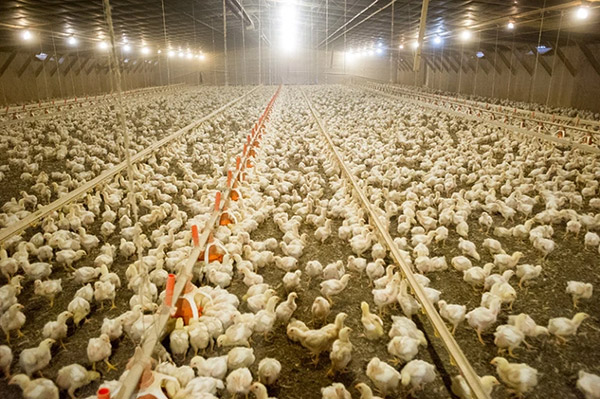 Overuse of antibiotics in animal farming linked to spike in drug resistance among human beings