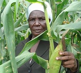 Why GMO food activists in East Africa say the debate on modified maize in Kenya won’t be won or lost in courts
