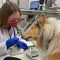 ‘Dogs are better suited for cancer studies than lab mice as they’re exposed to similar living environments as humans’