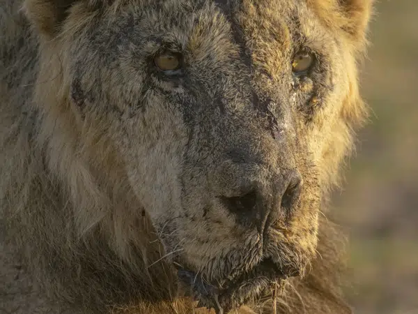 Climate change fuels human-wildlife conflict in Kenya as Maasai herders spear lions that feasted on their livestock