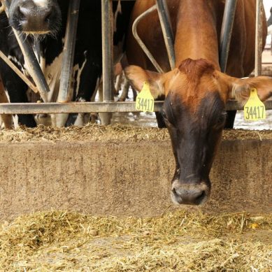 Climate-friendly cows bred to belch less methane following availability of genetics to produce dairy cattle