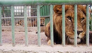 Armed with strong evidence wildlife protection agency raises red flag over South Africa’s cruel lion farming industry