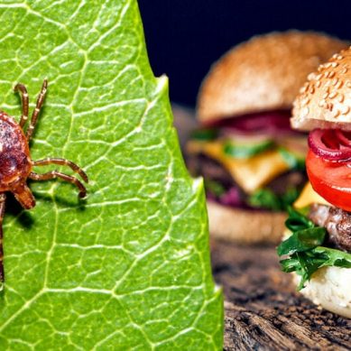 Beware, the red meat allergy caused by lone star tick is a serious health concern that has no cure
