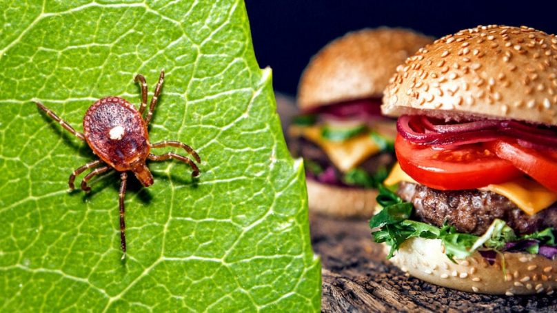 Beware, the red meat allergy caused by lone star tick is a serious health concern that has no cure