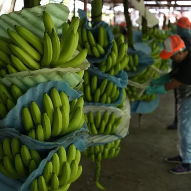 Ecuadorian cocaine barons exploit poorly policed banana export routes to traffic dugs to Europe