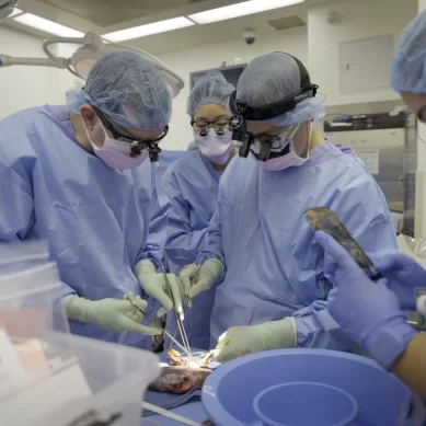 Hopes for animal-human transplants soar after pig kidney works for two months in brain-dead patient
