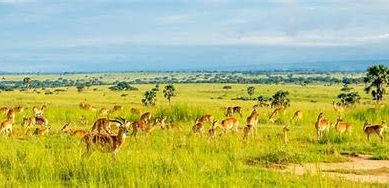 Integrating conservation, biodiversity and sustainability: The case of Uganda and East Africa