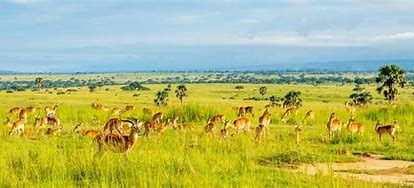 Integrating conservation, biodiversity and sustainability: The case of Uganda and East Africa