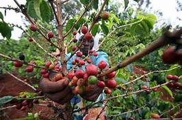Despite spirited push to incentivise local sugarcane growing, farmers in western Kenya are ditching the ‘lazy man’s’ crop for coffee