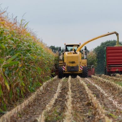 Maize farmers in US in a quandary on back of a glut that’s driven prices into the ground