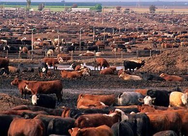 Lifestyle: US beef industry woos 2.4 million teachers in drive to paint eating meat as socially and environmentally cool