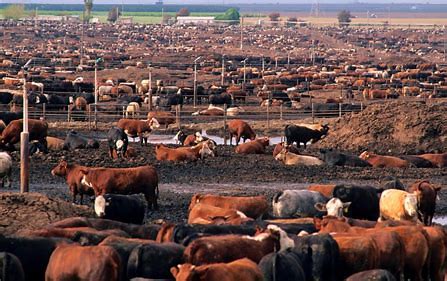 Lifestyle: US beef industry woos 2.4 million teachers in drive to paint eating meat as socially and environmentally cool