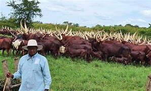 After Museveni rose to power in 1986 Banyarwanda ‘refugee cattle’ enjoyed more protection than indigenous Ugandans