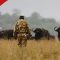 KWS: Eight buffaloes in Kenya electrocuted after walking into low-lying power lines