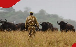 KWS: Eight buffaloes in Kenya electrocuted after walking into low-lying power lines