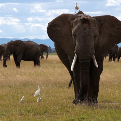 Death of two migratory ‘super-tuskers’ prompts Kenya to raise red flag over Tanzania’s wildlife hunting