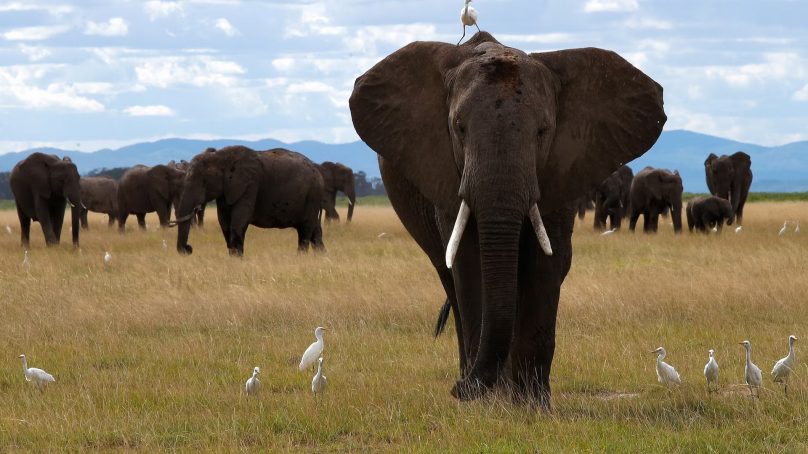 Death of two migratory ‘super-tuskers’ prompts Kenya to raise red flag over Tanzania’s wildlife hunting