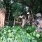 Nigerian army rescues hundreds of hostages, mostly women and children, from Boko Haram extremists